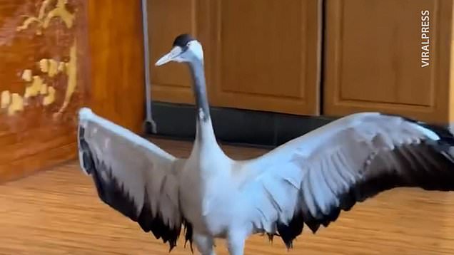 Crane wanders into restaurant and steals a pastry