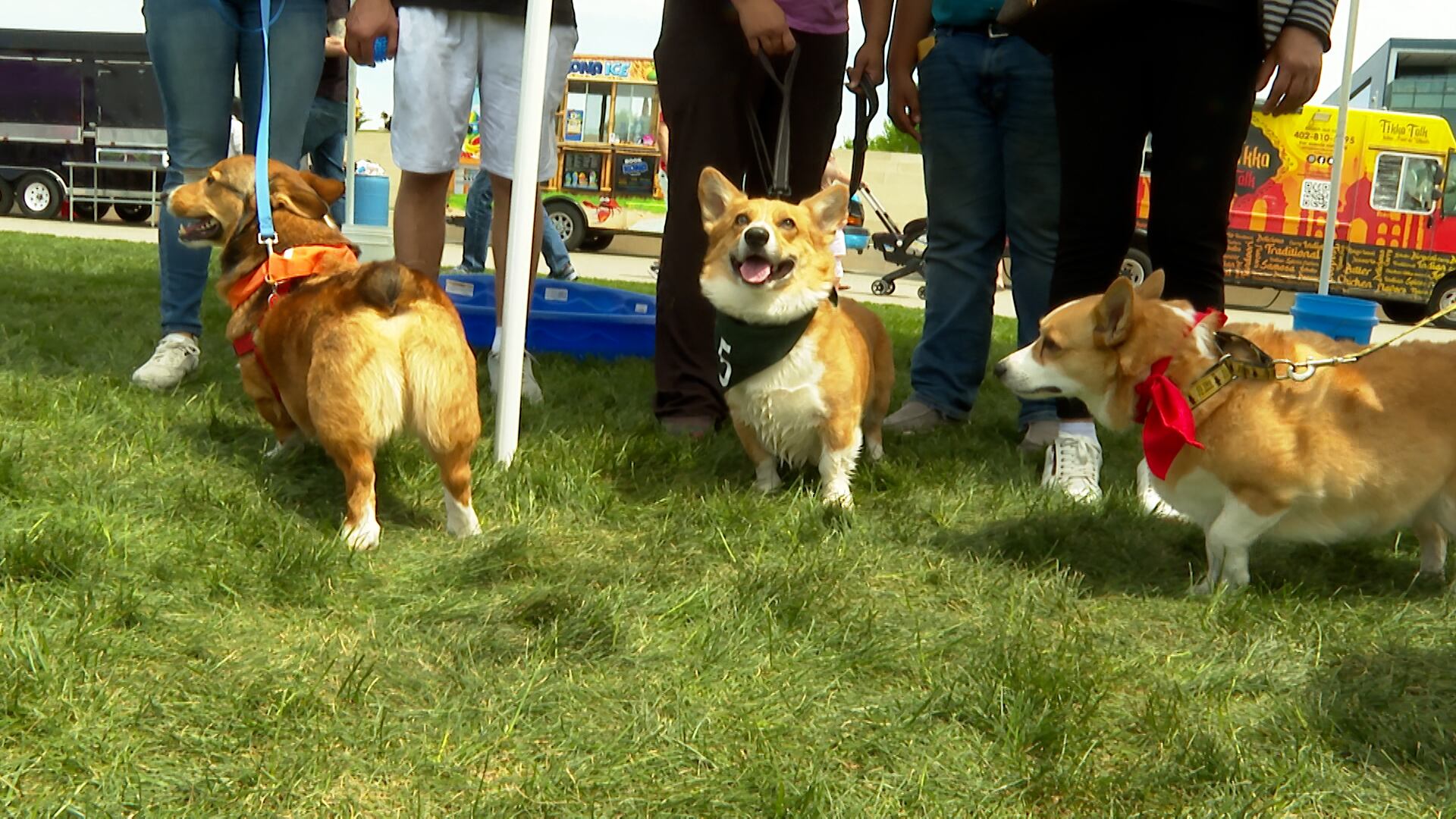 Corgi races returning to Green Bay Gamblers hockey games