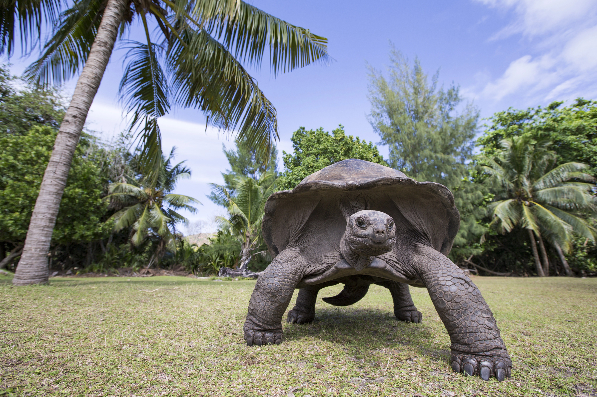 Giant tortoises in the Seychelles are back from the brink of extinction ...