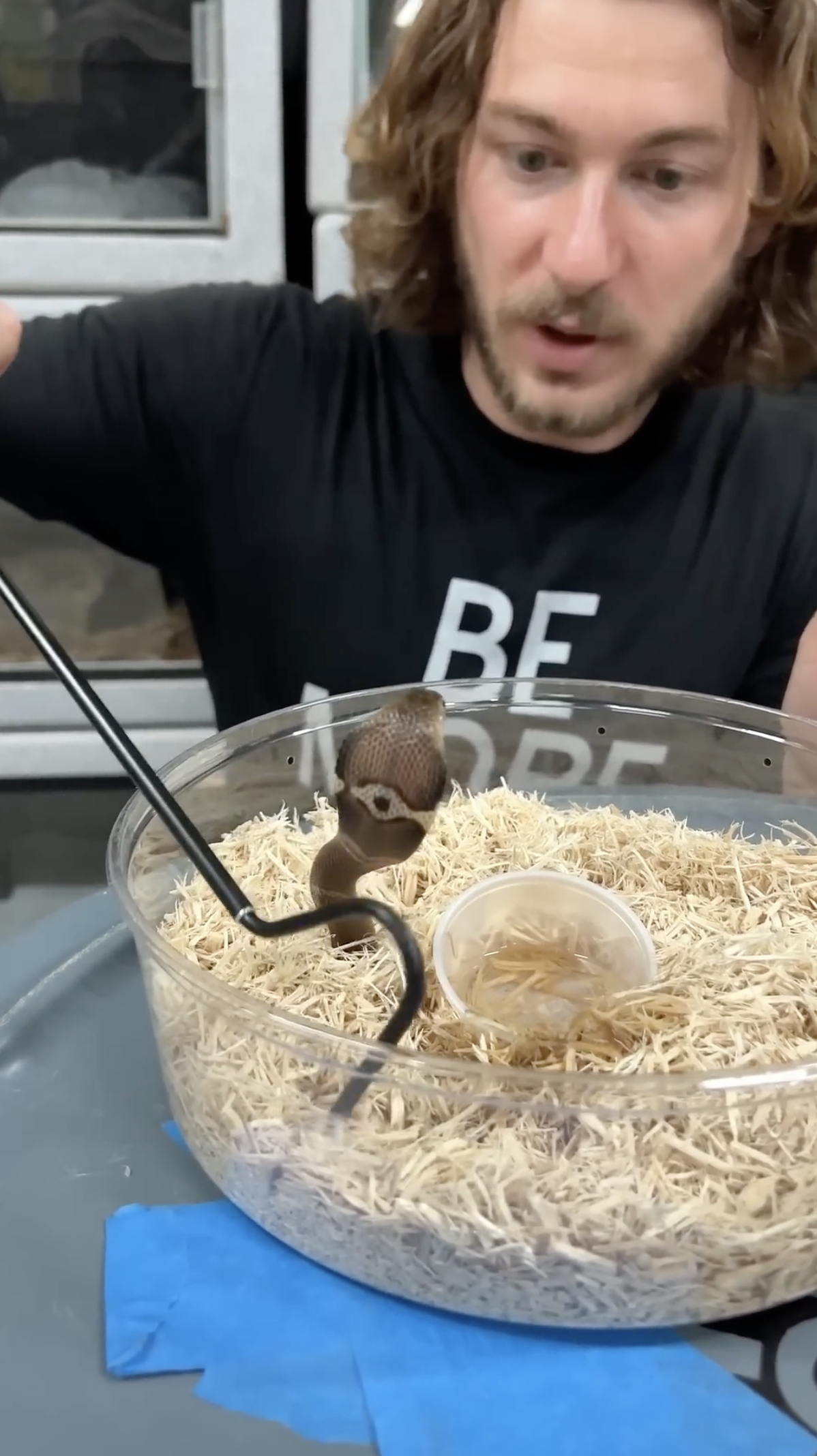 Baby cobra update!