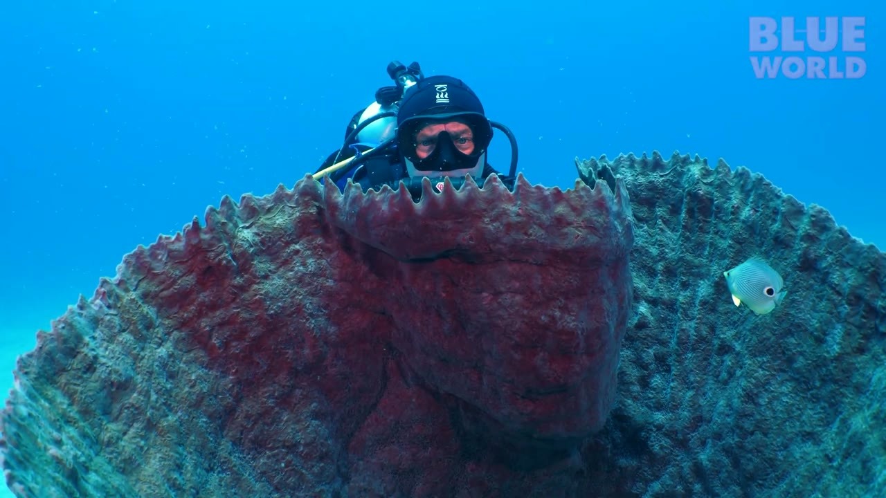 Divers descended to 208 feet off Roatan - then found a cargo ship still ...