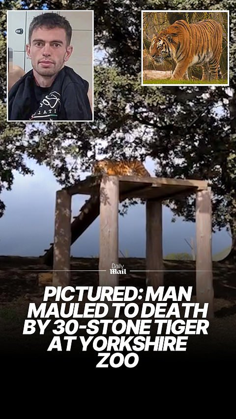 Man films himself walking up to tiger inside zoo enclosure