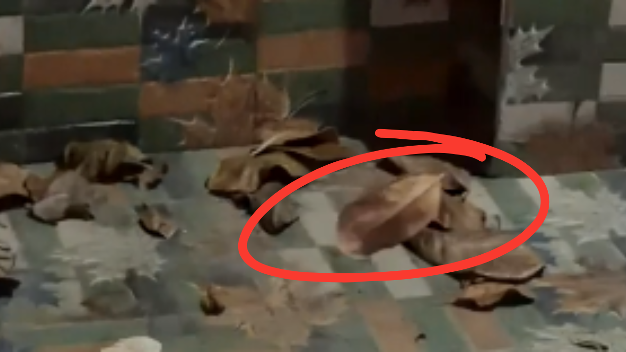 Leaf floats in mid-air suspended by invisible spider web