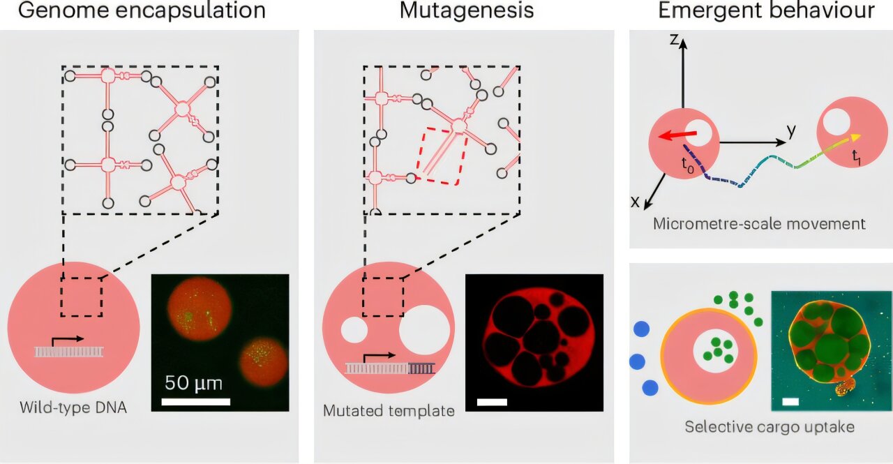Random mutations turn RNA droplets into cell-like structures that move ...