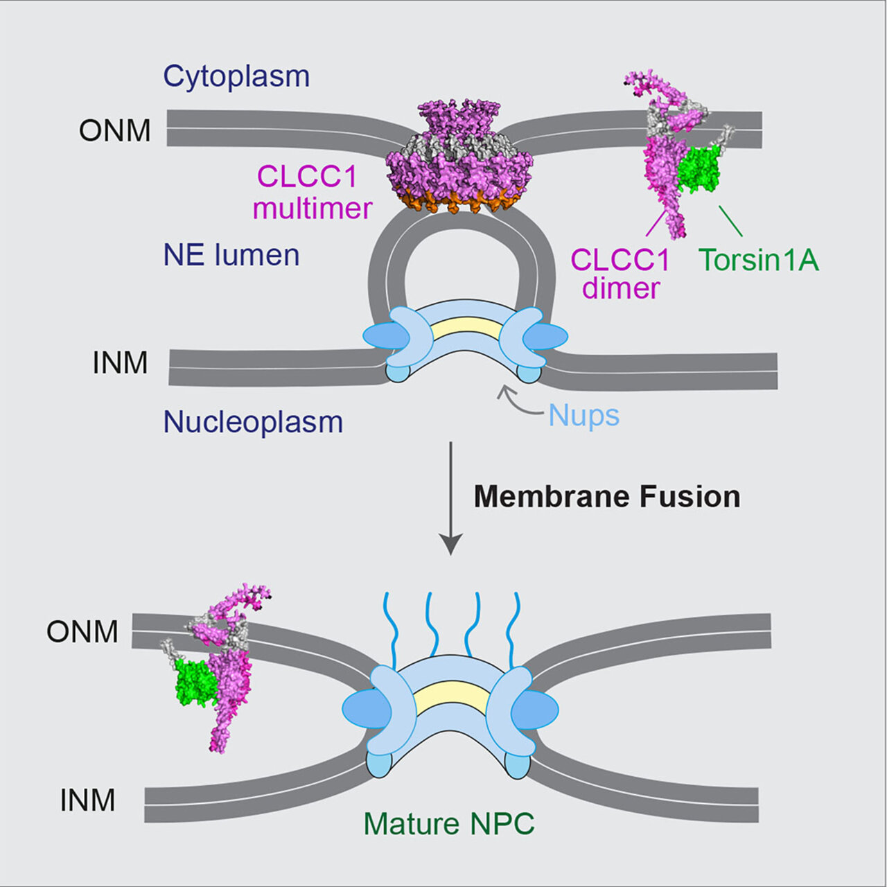 How cells make their command center accessible