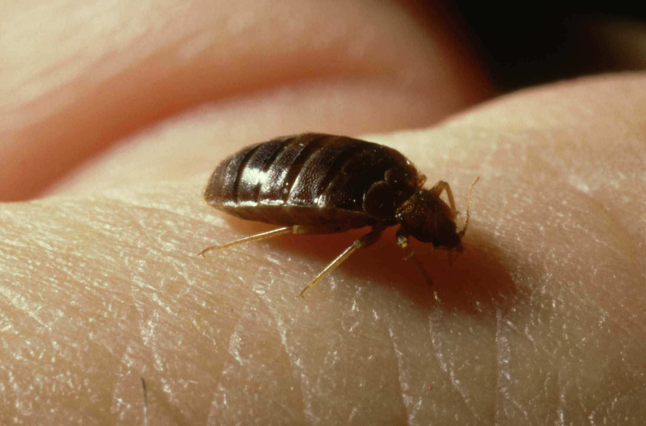 Bed bugs found at Waukesha elementary school