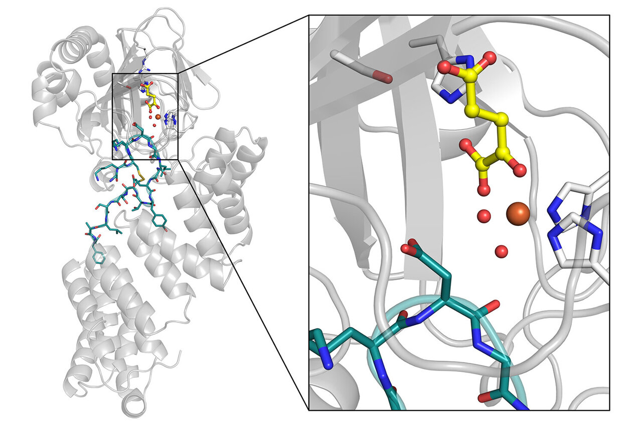 Powerful X-rays reveal unexpected roles for water in enzymes linked to ...