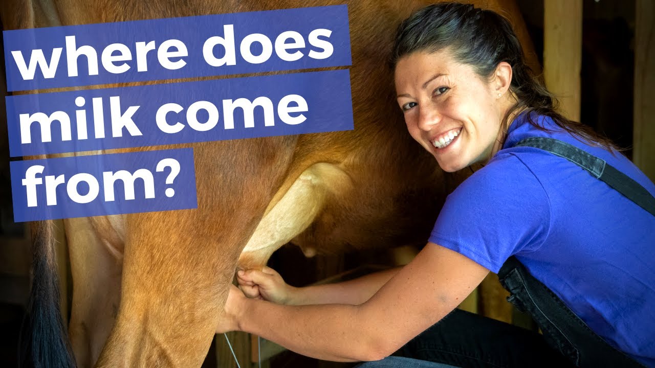 The reality of owning a family dairy cow
