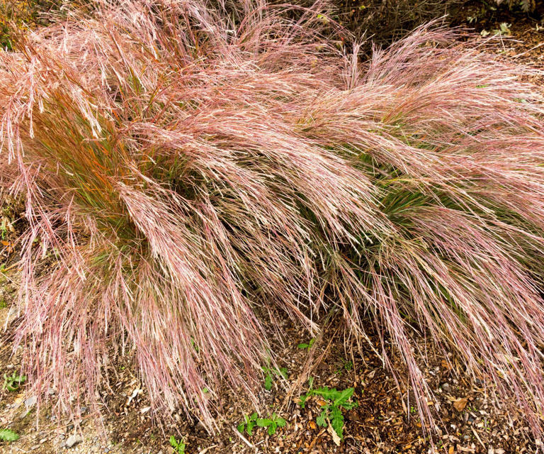 7 underused shrubs and perennials to plant in October for extraordinary ...