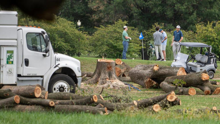 Federal judge beyond disappointed with DOJ over DC park tree removal
