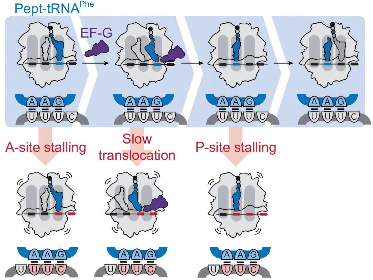 Sequence changes help modified mRNA avoid protein-making errors to ...