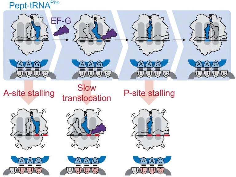Sequence changes help modified mRNA avoid protein-making errors to ...