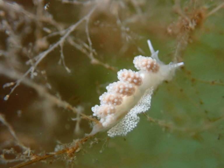DNA sheds light on Quartermaster’s sea slug mystery