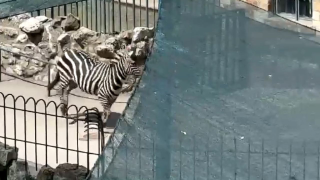 Unbelievable Zebra Escapes Enclosure, Causes Zoowide Commotion