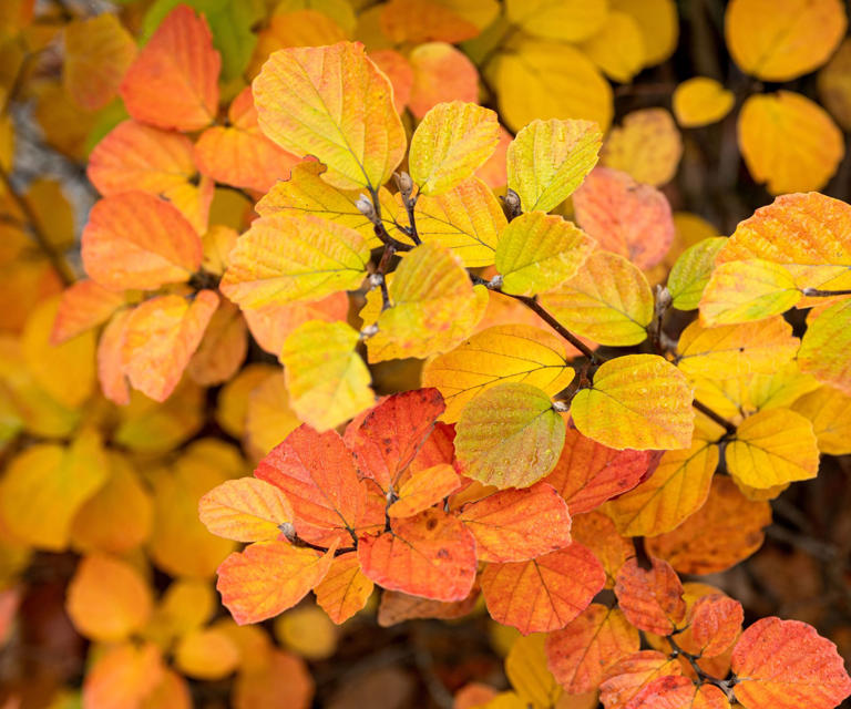 7 underused shrubs and perennials to plant in October for extraordinary ...