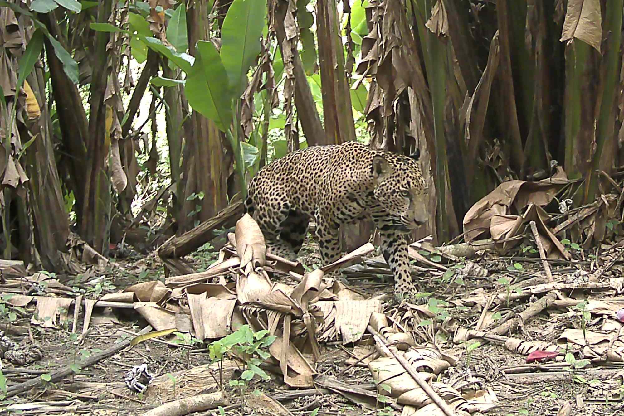 Rare photos show a male jaguar moving through a wildlife corridor in ...