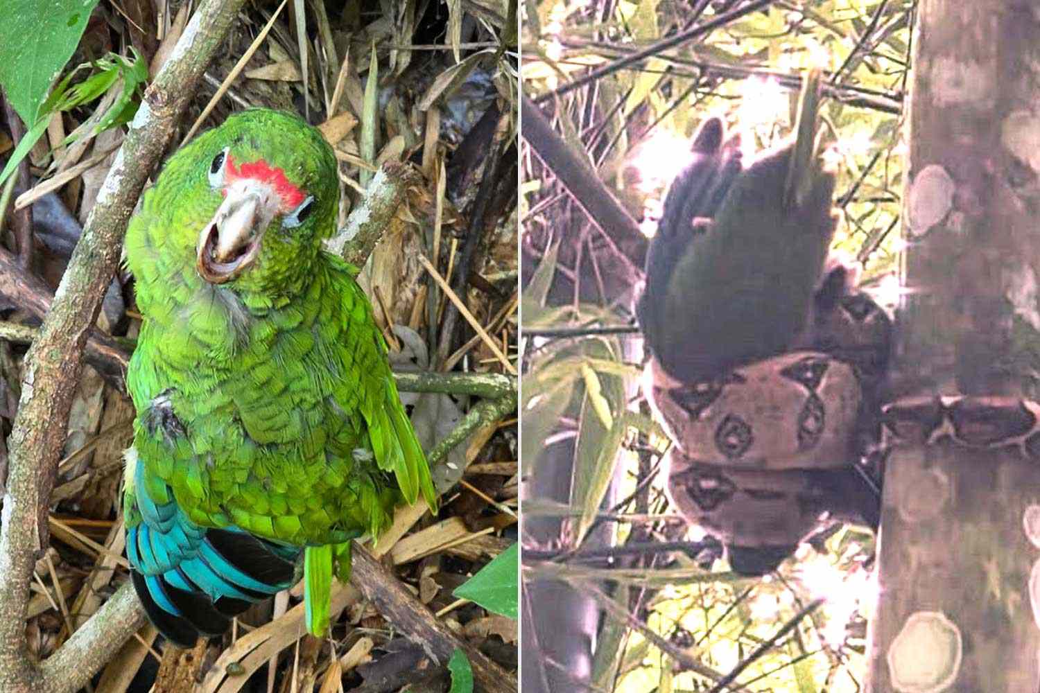 Biologist saves endangered baby parrot from the crushing squeeze of an ...