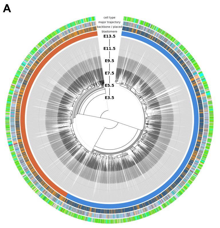 Scientists construct a 'family tree' containing 1.28 million cells from ...