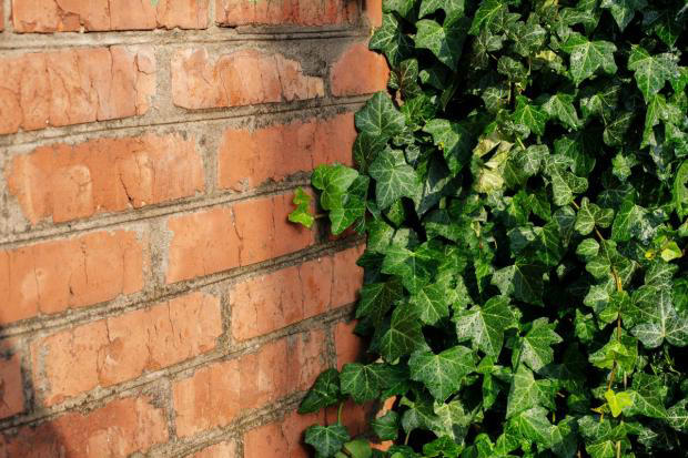 Gardeners urged to grow one common plant after surprising eight-year study