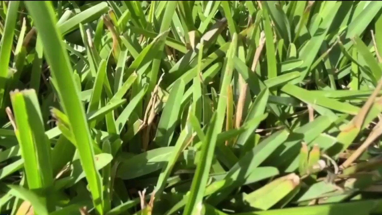 Parrish farm debuts resilient 'fusion' sod
