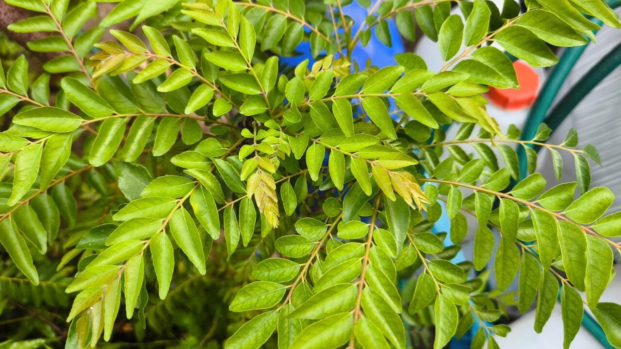 How to grow curry leaves in a pot and 7 mistakes that can kill the plant