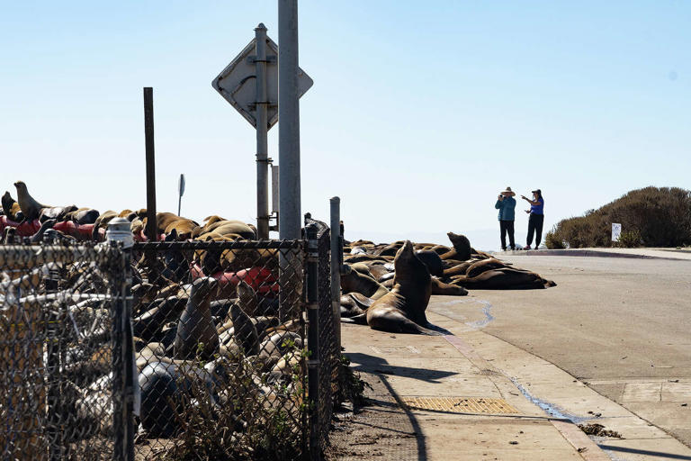 Hundreds of sea lions are taking over a major roadway in Moss Landing