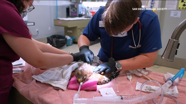 One of 2 hawks shot dies during treatment at San Diego Humane Society's Project Wildlife