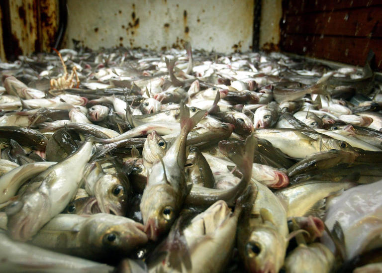 Some hake and coley stocks suffering from population decline, consumers ...