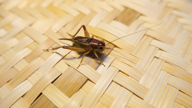 How to get rid of a cricket in your home when you can't find it