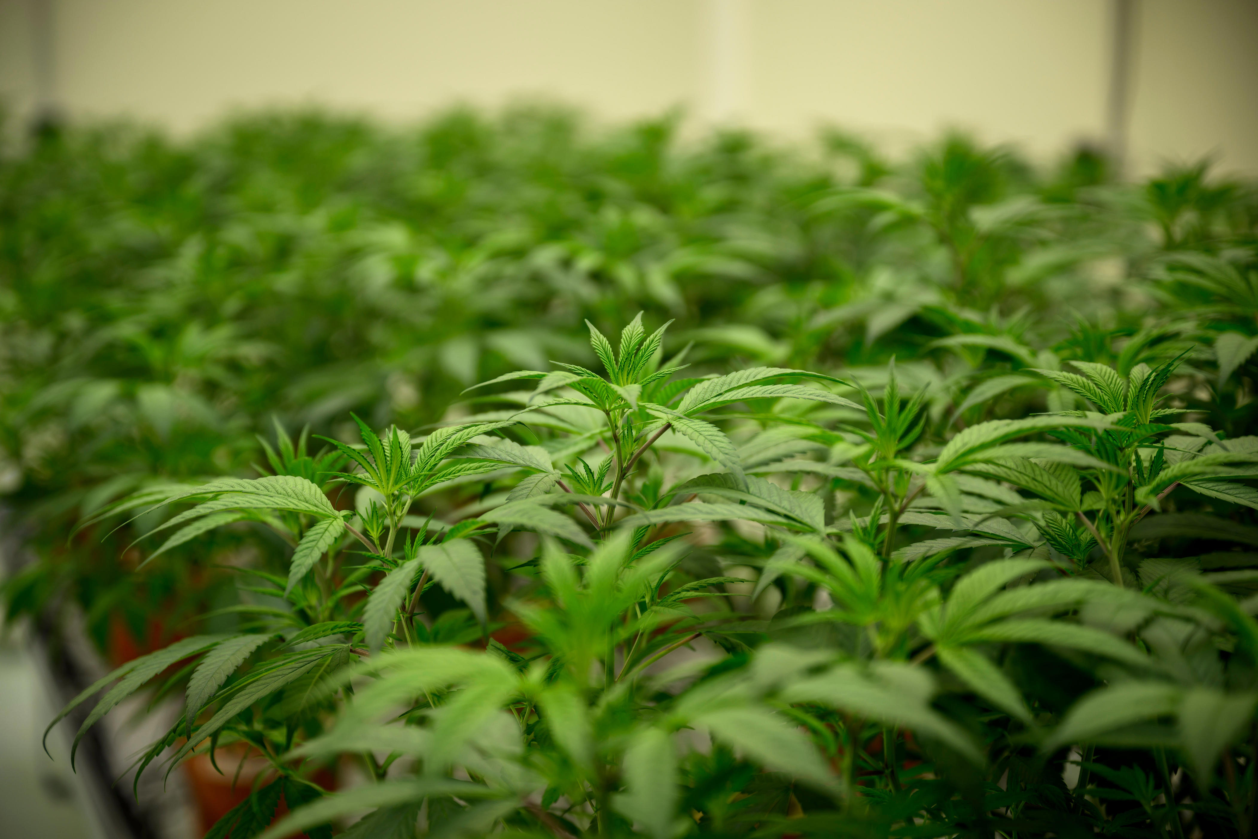 Peoria weighs allowing drive-thru cannabis sales