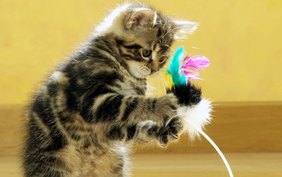 Find the perfect toy for your cat’s play style