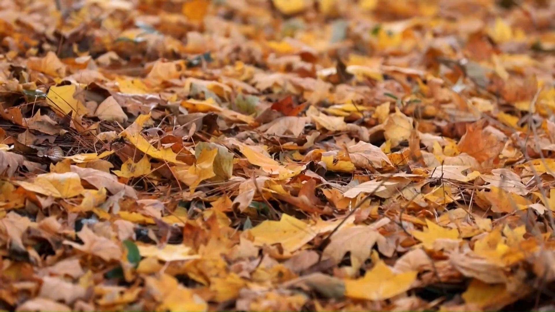 What determines fall colors?