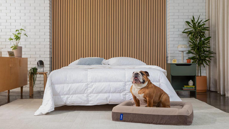 Your pet's new favorite napping spot might just be this popular ...