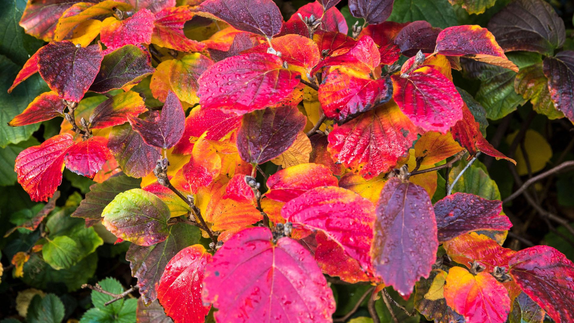 7 underused shrubs and perennials to plant in October for extraordinary ...