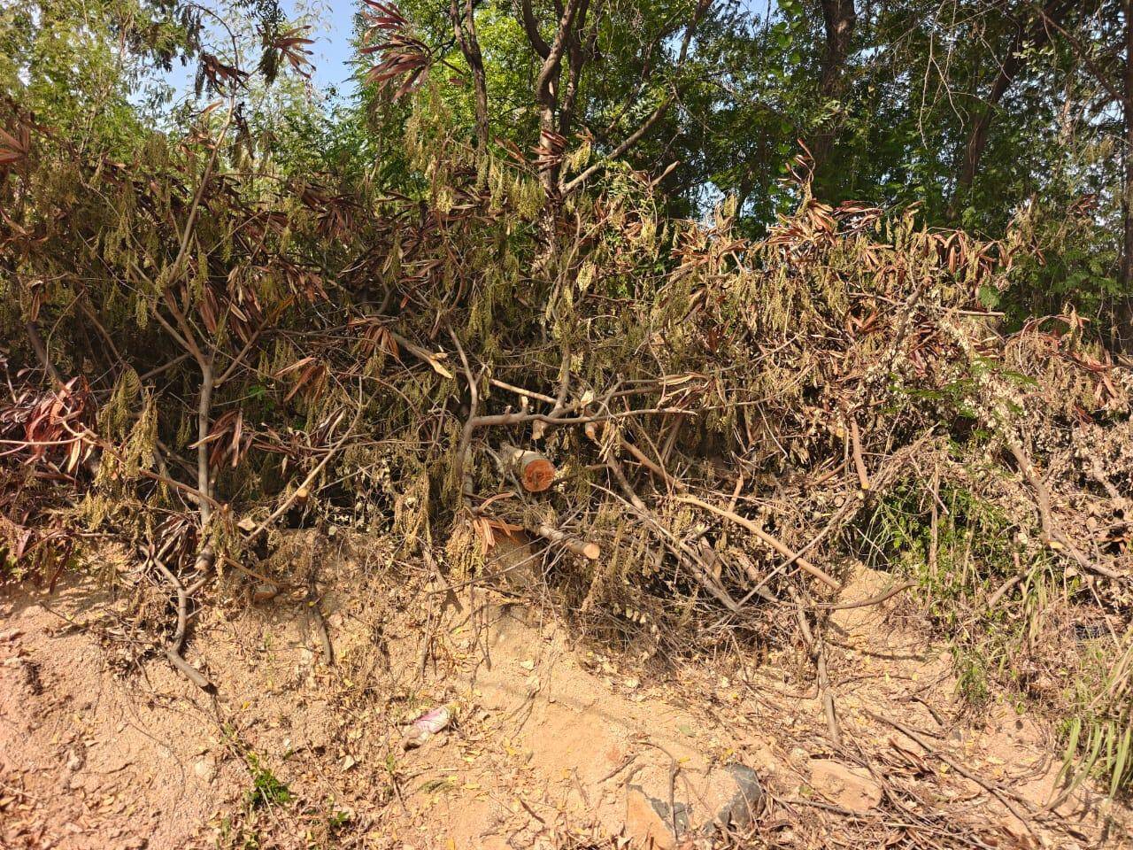 Heritage activist flags alleged tree cutting at Naya Qila, seeks forest ...