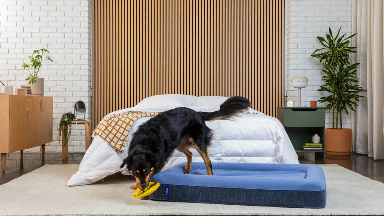 Your pet's new favorite napping spot might just be this popular ...