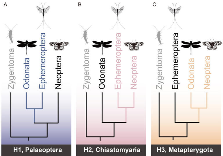 Winged insect evolution: New evidence sheds light on century-old debate