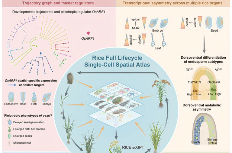 3D map of rice development charts gene activity across plant's entire ...