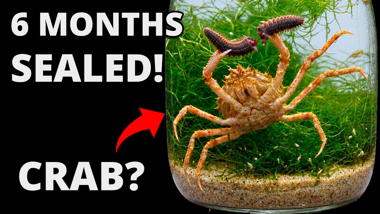 I sealed the ocean in a jar for 6 months and it created a monster!
