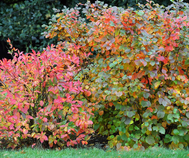 7 underused shrubs and perennials to plant in October for extraordinary ...