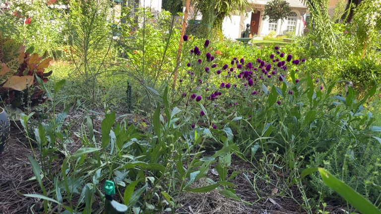 Tampa offers homeowners up to $3,000 in rebates to replace grass with ...