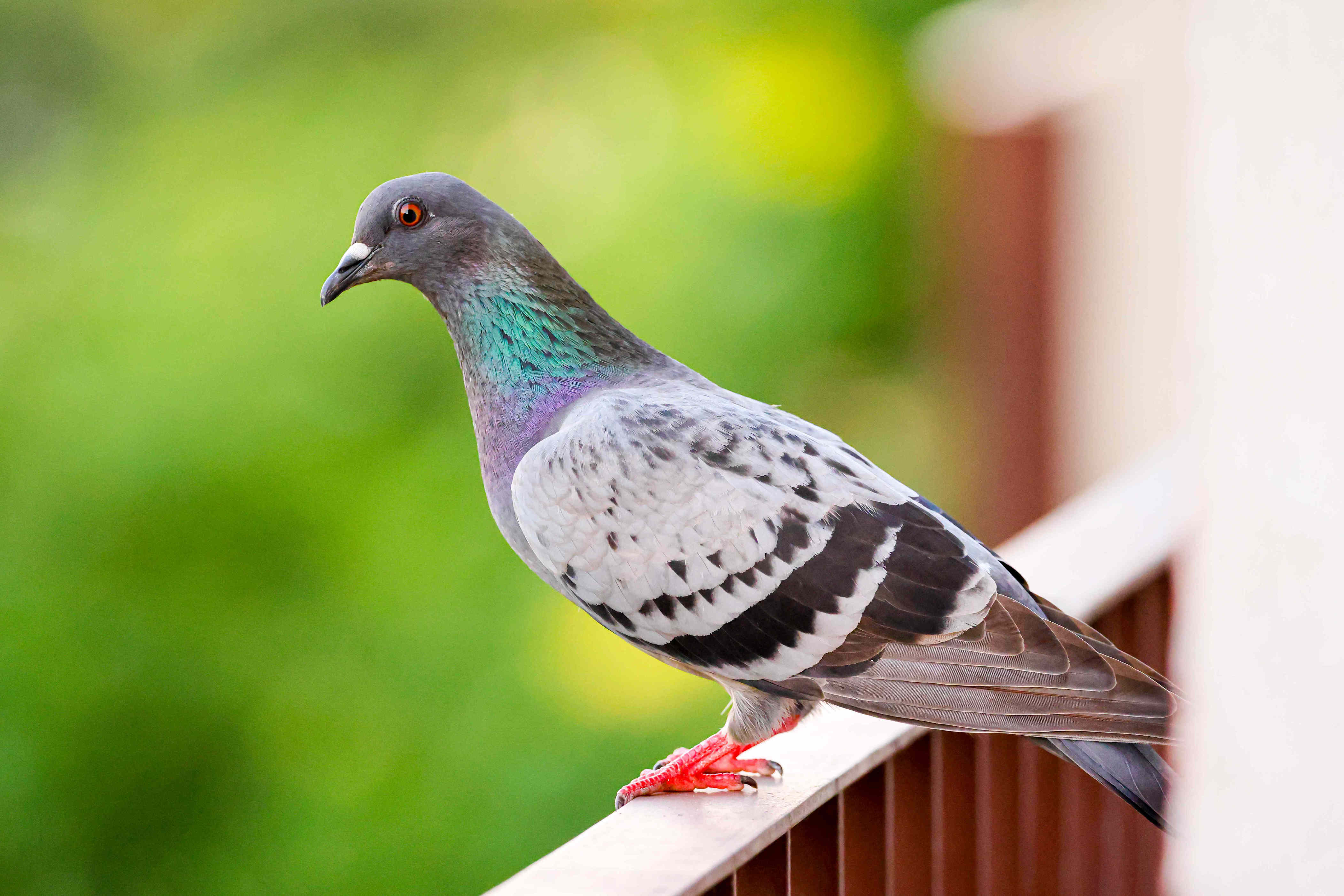 The difference between doves and pigeons, according to bird experts