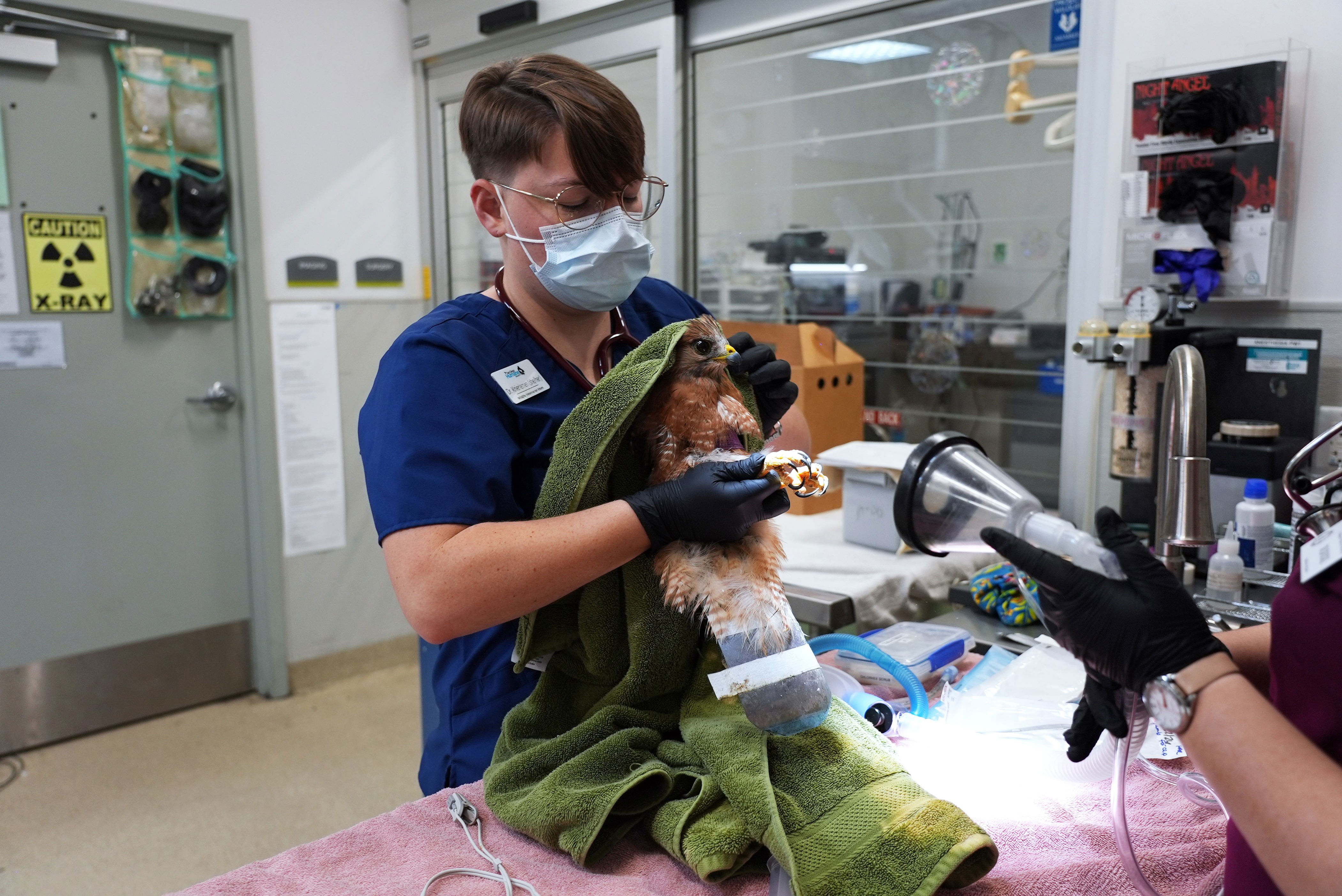 SD Humane Society reports 2 hawks shot, 1 in San Diego