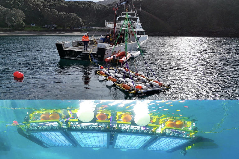 New Zealand builds an arsenal of tools to battle a 'wily' invasive seaweed