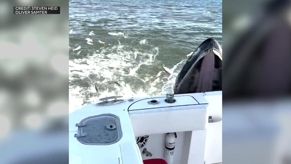 Video shows humpback whale crashing into Long Island fishing boat