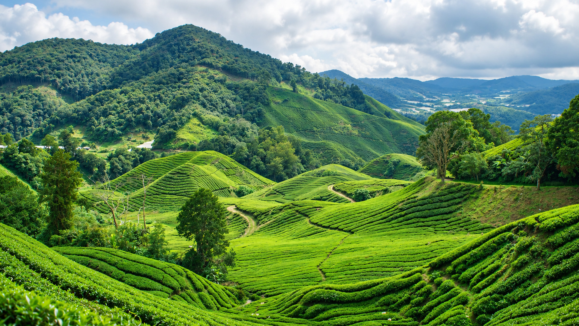 A giant tea plantation hidden between forested mountains