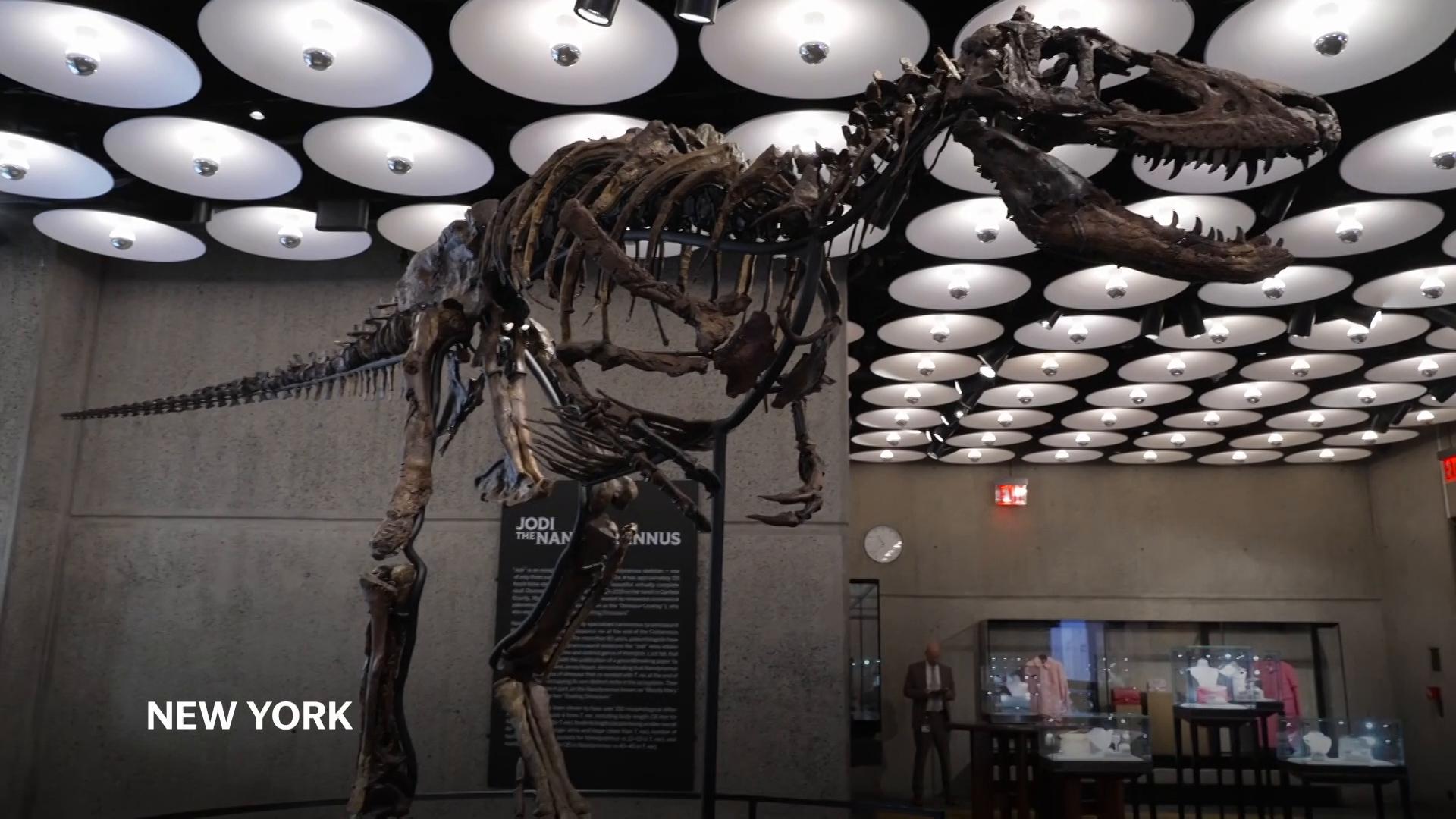 Rare fossil of T rex cousin publicly displayed in NYC ahead of auction