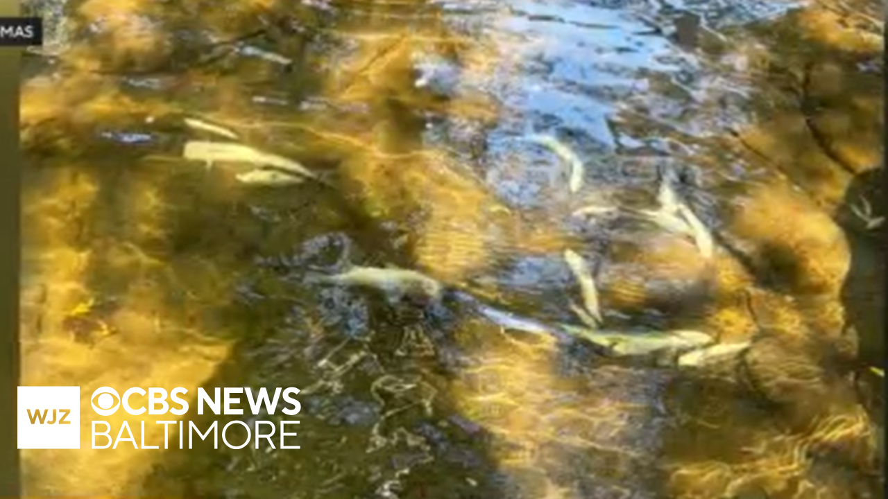 Maryland Dept. of Environment fights farm owner over waterways pollution