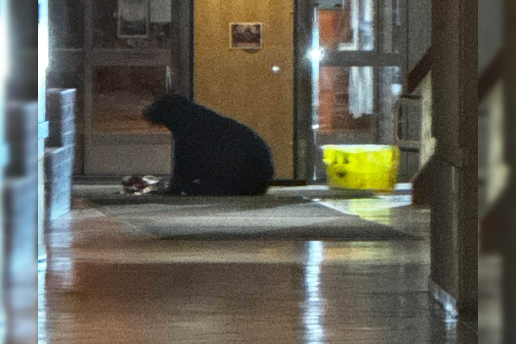 Bear wanders Alaska hospital at 2 am, raids Halloween candy
