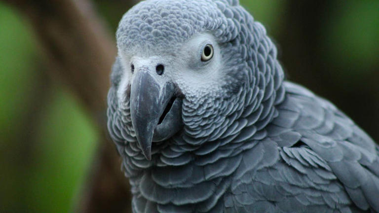 African grey parrot makes up a song about 'mom's fat butt,' and it's ...